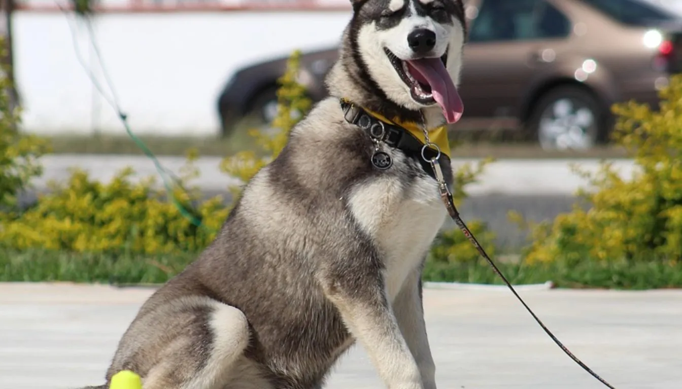 How to Prepare Your Dog for Boarding in Springfield