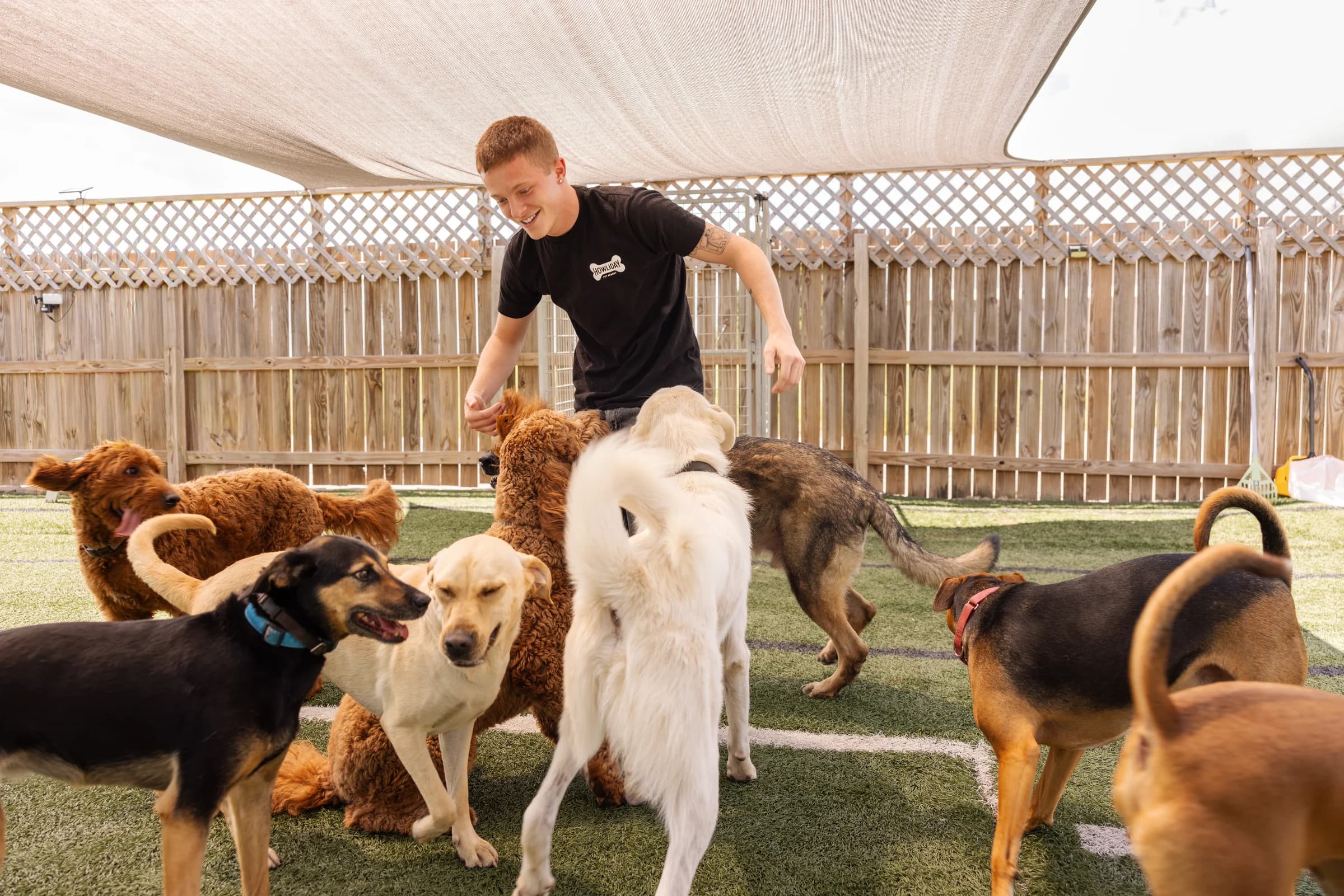A Howliday Inn staff member supervising a group of dogs at play in the daycare yard