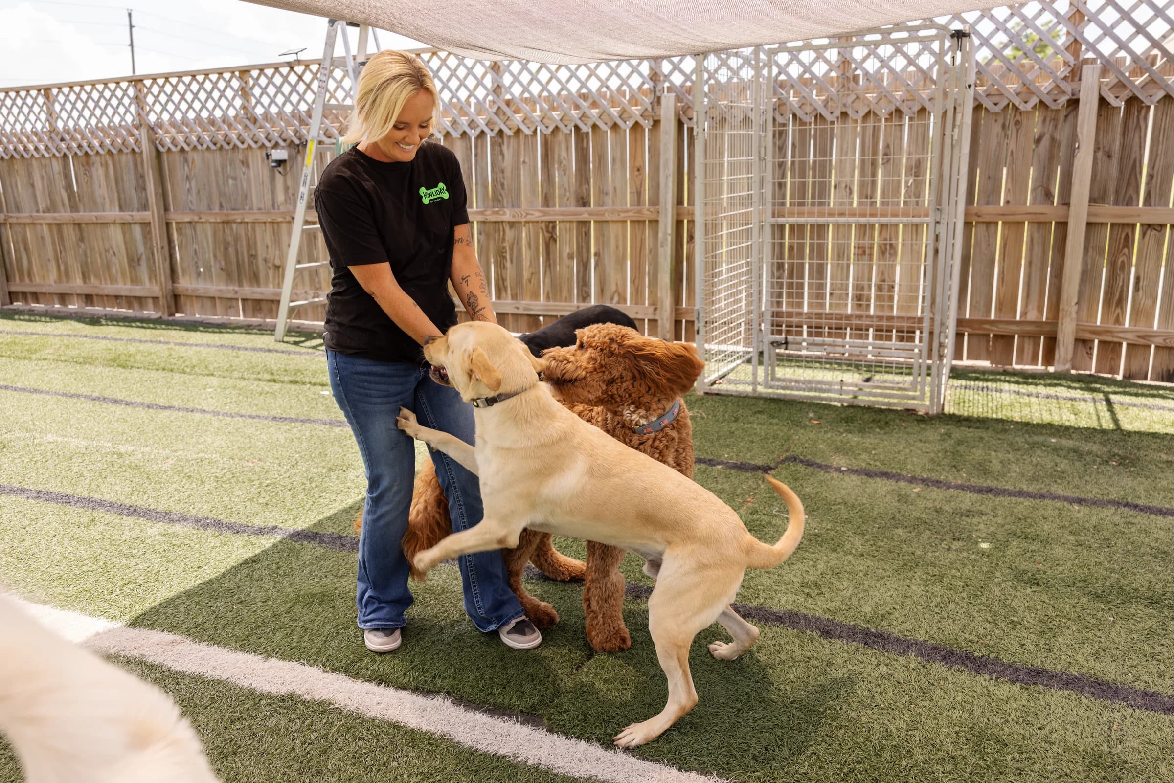 A yellow Labrador jumping up to greet a Howliday Pet Resort staff member in the daycare yard