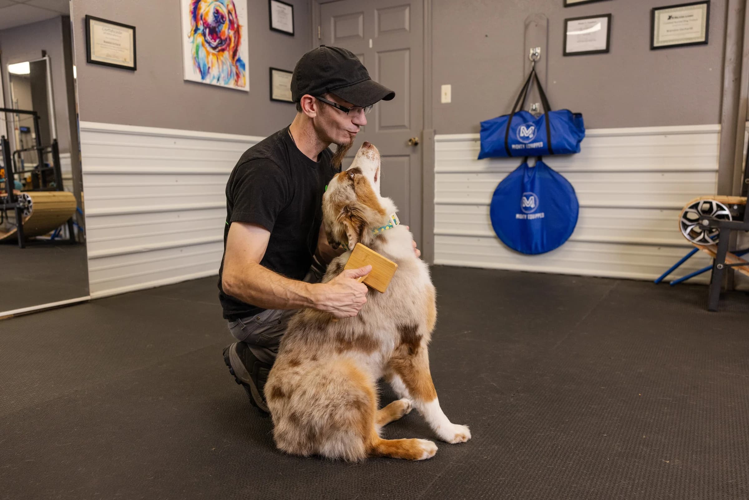 A Howliday Inn groomer gently brushing an Australian Shepherd's coat