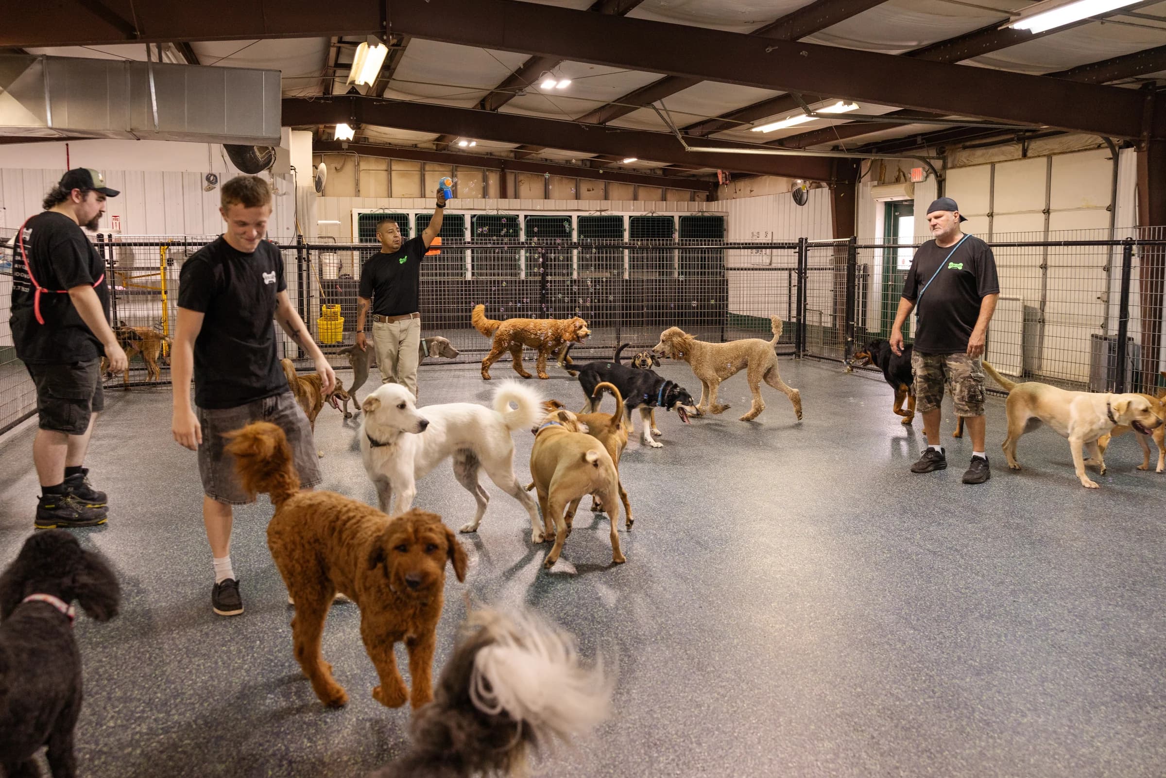 Dogs at play in Howliday Pet Resort's large indoor play area with kennel runs behind