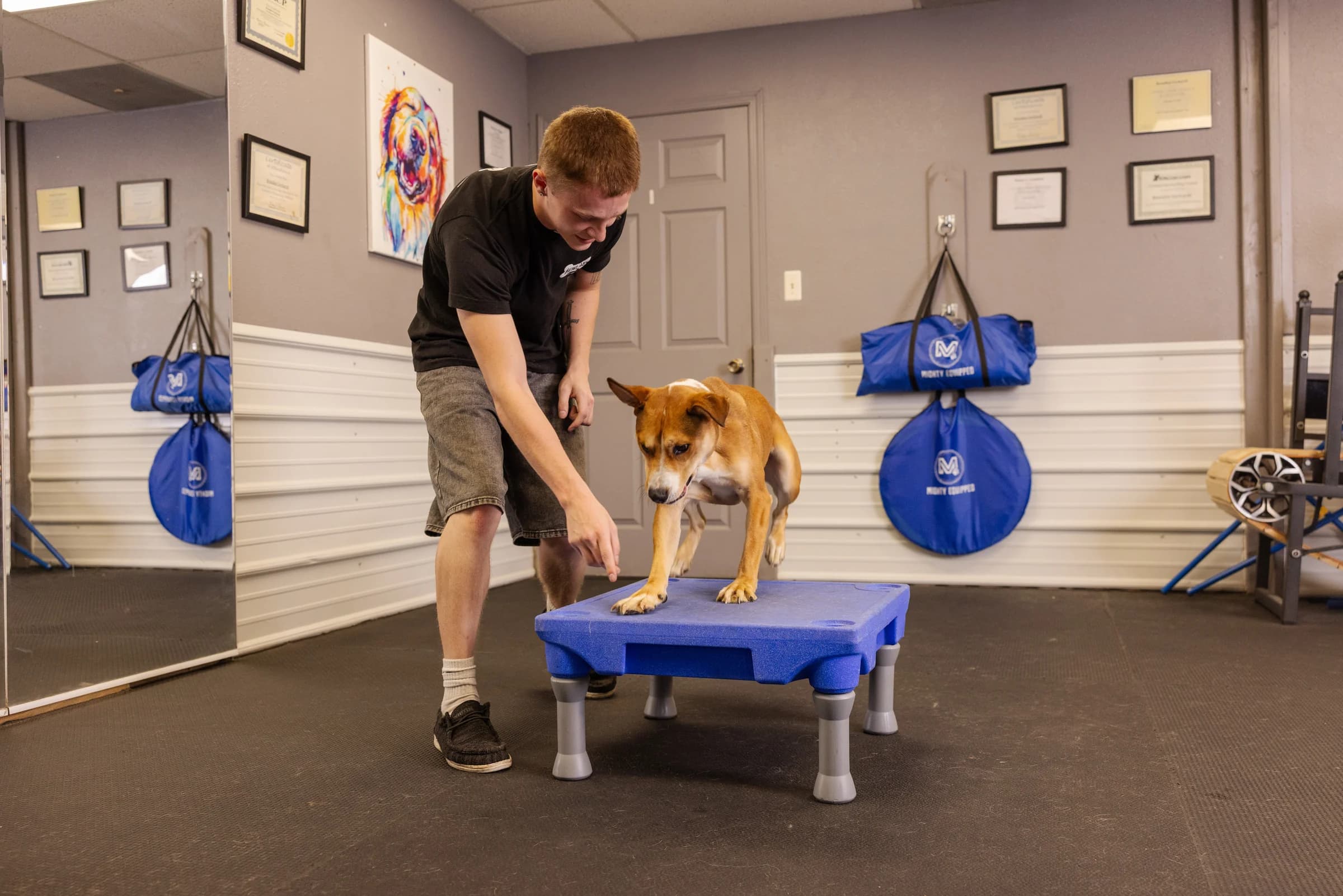 A Howliday Pet Resort trainer teaching a dog to step onto a training platform